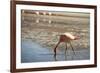 A James Flamingo Feeding in a Shallow Lagoon on the Bolivian Altiplano, Bolivia, South America-James Morgan-Framed Photographic Print