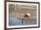 A James Flamingo Feeding in a Shallow Lagoon on the Bolivian Altiplano, Bolivia, South America-James Morgan-Framed Photographic Print