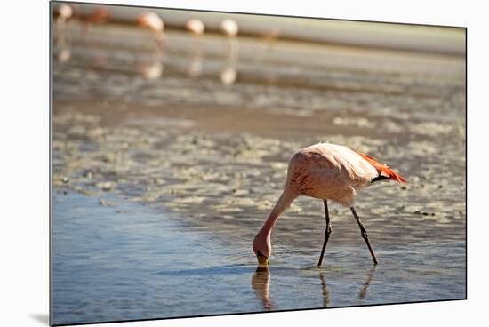 A James Flamingo Feeding in a Shallow Lagoon on the Bolivian Altiplano, Bolivia, South America-James Morgan-Mounted Photographic Print