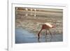 A James Flamingo Feeding in a Shallow Lagoon on the Bolivian Altiplano, Bolivia, South America-James Morgan-Framed Photographic Print