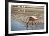 A James Flamingo Feeding in a Shallow Lagoon on the Bolivian Altiplano, Bolivia, South America-James Morgan-Framed Photographic Print