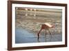 A James Flamingo Feeding in a Shallow Lagoon on the Bolivian Altiplano, Bolivia, South America-James Morgan-Framed Photographic Print