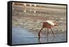 A James Flamingo Feeding in a Shallow Lagoon on the Bolivian Altiplano, Bolivia, South America-James Morgan-Framed Stretched Canvas