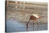 A James Flamingo Feeding in a Shallow Lagoon on the Bolivian Altiplano, Bolivia, South America-James Morgan-Stretched Canvas