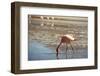 A James Flamingo Feeding in a Shallow Lagoon on the Bolivian Altiplano, Bolivia, South America-James Morgan-Framed Photographic Print