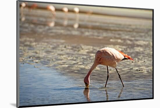 A James Flamingo Feeding in a Shallow Lagoon on the Bolivian Altiplano, Bolivia, South America-James Morgan-Mounted Photographic Print