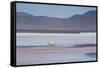 A James' Flamingo Foraging in Laguna Colorada-Alex Saberi-Framed Stretched Canvas