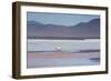 A James' Flamingo Foraging in Laguna Colorada-Alex Saberi-Framed Photographic Print