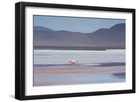 A James' Flamingo Foraging in Laguna Colorada-Alex Saberi-Framed Photographic Print