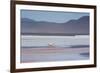 A James' Flamingo Foraging in Laguna Colorada-Alex Saberi-Framed Photographic Print