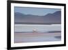A James' Flamingo Foraging in Laguna Colorada-Alex Saberi-Framed Photographic Print