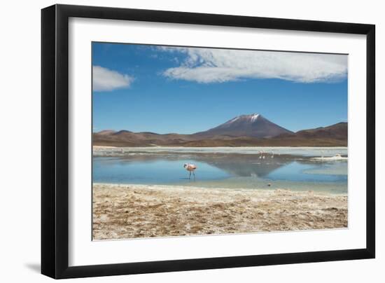 A James Flamingo Wades Along the Edge of Laguna Capina-Alex Saberi-Framed Photographic Print