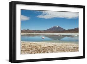 A James Flamingo Wades Along the Edge of Laguna Capina-Alex Saberi-Framed Photographic Print