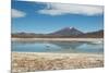 A James Flamingo Wades Along the Edge of Laguna Capina-Alex Saberi-Mounted Photographic Print