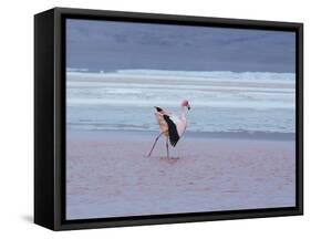 A James' Flamingos Stretches its Legs in the Laguna Colorada-Alex Saberi-Framed Stretched Canvas