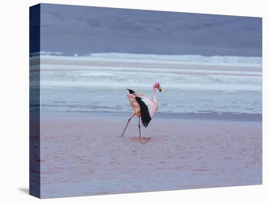 A James' Flamingos Stretches its Legs in the Laguna Colorada-Alex Saberi-Stretched Canvas