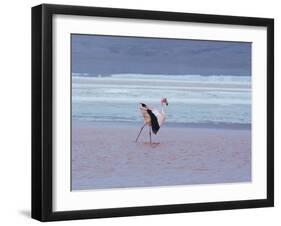 A James' Flamingos Stretches its Legs in the Laguna Colorada-Alex Saberi-Framed Photographic Print
