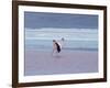 A James' Flamingos Stretches its Legs in the Laguna Colorada-Alex Saberi-Framed Photographic Print