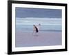 A James' Flamingos Stretches its Legs in the Laguna Colorada-Alex Saberi-Framed Photographic Print