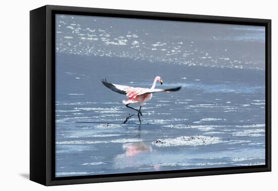 A James Flamingos Take Flight from the Salt Plain of Laguna Canapa-Alex Saberi-Framed Stretched Canvas