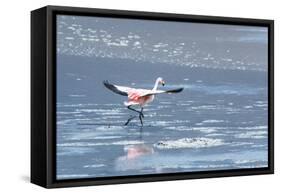 A James Flamingos Take Flight from the Salt Plain of Laguna Canapa-Alex Saberi-Framed Stretched Canvas