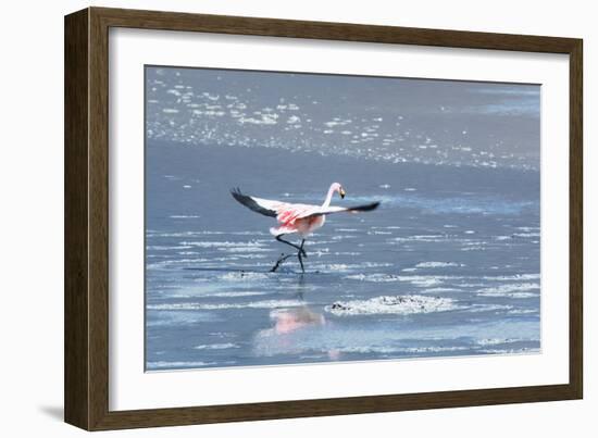 A James Flamingos Take Flight from the Salt Plain of Laguna Canapa-Alex Saberi-Framed Photographic Print