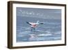 A James Flamingos Take Flight from the Salt Plain of Laguna Canapa-Alex Saberi-Framed Photographic Print