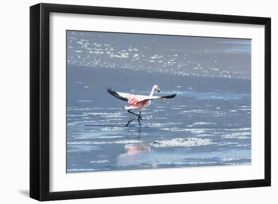 A James Flamingos Take Flight from the Salt Plain of Laguna Canapa-Alex Saberi-Framed Photographic Print