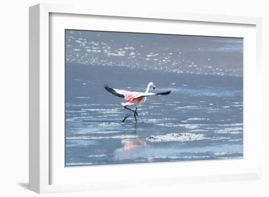 A James Flamingos Take Flight from the Salt Plain of Laguna Canapa-Alex Saberi-Framed Photographic Print