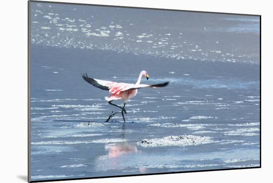 A James Flamingos Take Flight from the Salt Plain of Laguna Canapa-Alex Saberi-Mounted Photographic Print