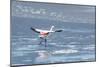 A James Flamingos Take Flight from the Salt Plain of Laguna Canapa-Alex Saberi-Mounted Photographic Print