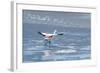 A James Flamingos Take Flight from the Salt Plain of Laguna Canapa-Alex Saberi-Framed Photographic Print