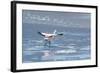 A James Flamingos Take Flight from the Salt Plain of Laguna Canapa-Alex Saberi-Framed Photographic Print