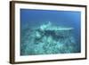 A Japanese Jake Seaplane on the Seafloor of Palau's Lagoon-Stocktrek Images-Framed Photographic Print