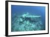 A Japanese Jake Seaplane on the Seafloor of Palau's Lagoon-Stocktrek Images-Framed Photographic Print