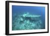 A Japanese Jake Seaplane on the Seafloor of Palau's Lagoon-Stocktrek Images-Framed Photographic Print