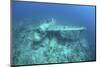 A Japanese Jake Seaplane on the Seafloor of Palau's Lagoon-Stocktrek Images-Mounted Photographic Print