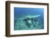 A Japanese Jake Seaplane on the Seafloor of Palau's Lagoon-Stocktrek Images-Framed Photographic Print