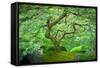 A Japanese Maple Shows Off its Summer Green Color at the Portland, Oregon Japanese Garden-Ben Coffman-Framed Stretched Canvas