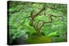 A Japanese Maple Shows Off its Summer Green Color at the Portland, Oregon Japanese Garden-Ben Coffman-Stretched Canvas
