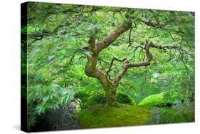 A Japanese Maple Shows Off its Summer Green Color at the Portland, Oregon Japanese Garden-Ben Coffman-Stretched Canvas