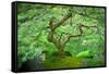 A Japanese Maple Shows Off its Summer Green Color at the Portland, Oregon Japanese Garden-Ben Coffman-Framed Stretched Canvas