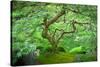 A Japanese Maple Shows Off its Summer Green Color at the Portland, Oregon Japanese Garden-Ben Coffman-Stretched Canvas