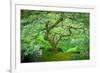 A Japanese Maple Shows Off its Summer Green Color at the Portland, Oregon Japanese Garden-Ben Coffman-Framed Photographic Print