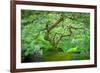 A Japanese Maple Shows Off its Summer Green Color at the Portland, Oregon Japanese Garden-Ben Coffman-Framed Photographic Print