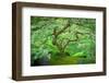 A Japanese Maple Shows Off its Summer Green Color at the Portland, Oregon Japanese Garden-Ben Coffman-Framed Photographic Print