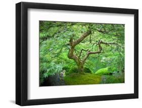 A Japanese Maple Shows Off its Summer Green Color at the Portland, Oregon Japanese Garden-Ben Coffman-Framed Photographic Print