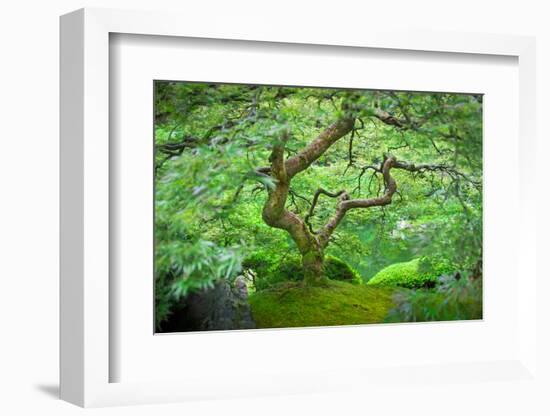 A Japanese Maple Shows Off its Summer Green Color at the Portland, Oregon Japanese Garden-Ben Coffman-Framed Photographic Print