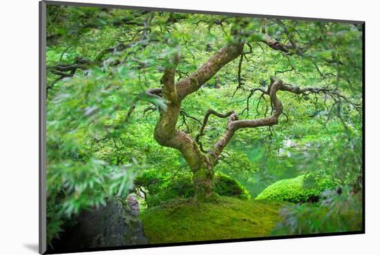 A Japanese Maple Shows Off its Summer Green Color at the Portland, Oregon Japanese Garden-Ben Coffman-Mounted Photographic Print