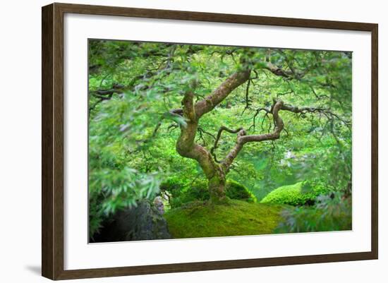 A Japanese Maple Shows Off its Summer Green Color at the Portland, Oregon Japanese Garden-Ben Coffman-Framed Photographic Print